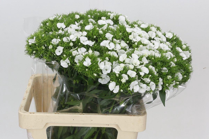 <h4>Dianthus Br White Duke</h4>
