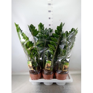 Zamioculcas zamiifolia