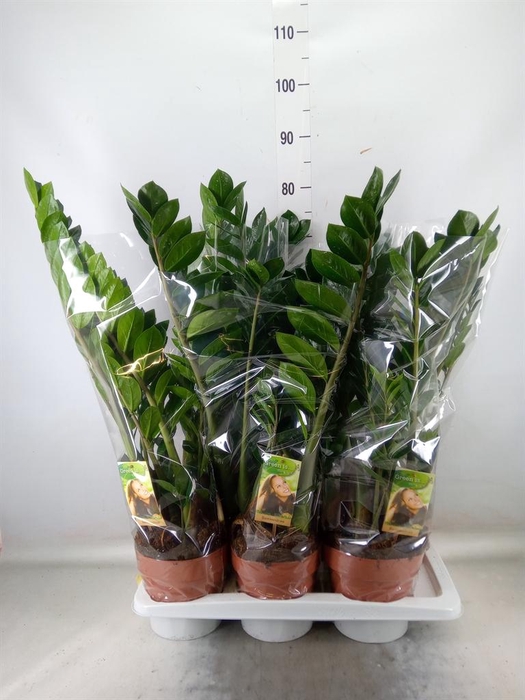 <h4>Zamioculcas zamiifolia</h4>