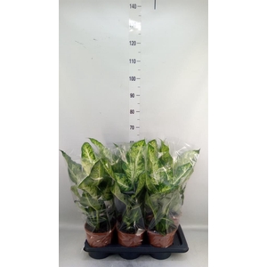 Dieffenbachia  'Mars'