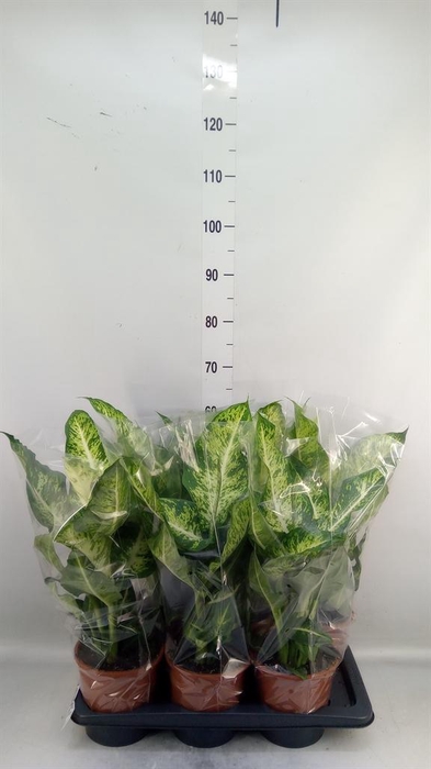 <h4>Dieffenbachia  'Mars'</h4>