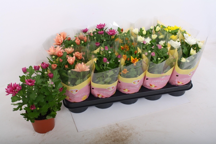 <h4>CHRYS GEM 6 KL</h4>