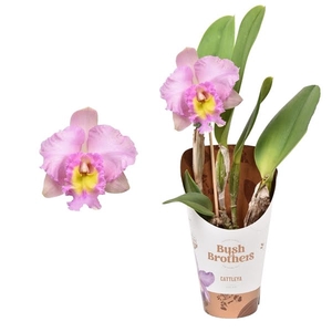 Cattleya grootbloemig mix 1 tak 1 knop 12 cm