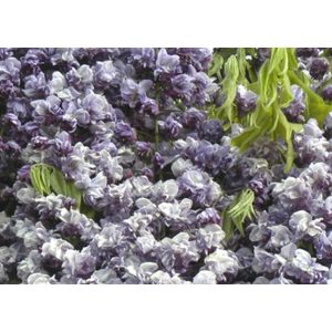 Wisteria floribunda