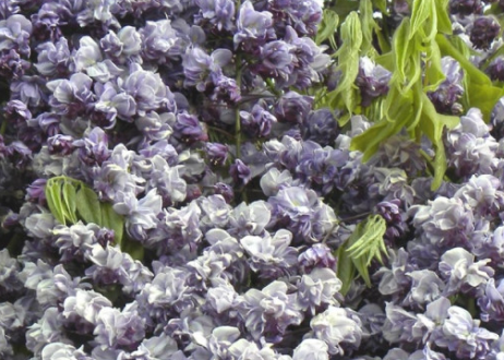 <h4>Wisteria floribunda</h4>