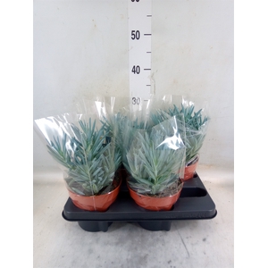 Curio ficoides 'Stelvio'