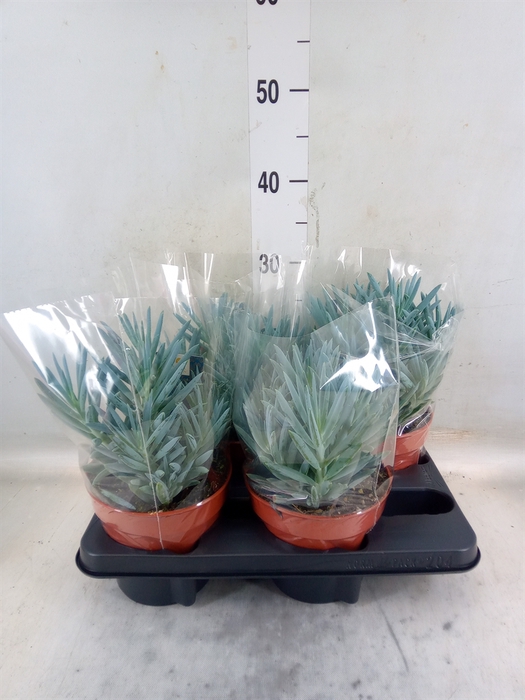 <h4>Curio ficoides 'Stelvio'</h4>