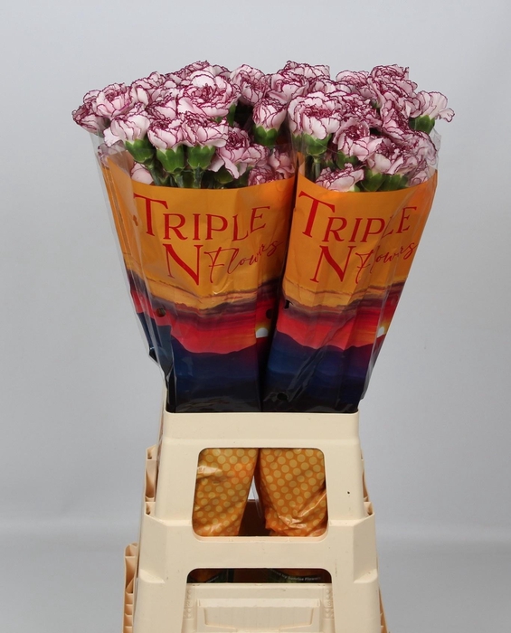 <h4>DI ST DAMASCUS</h4>