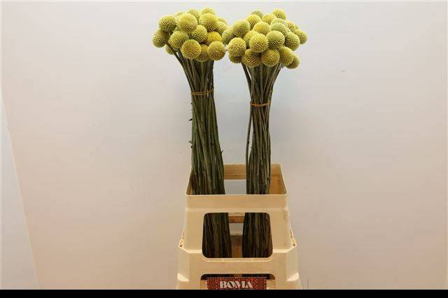 <h4>CRAS PAINTBALL POP</h4>