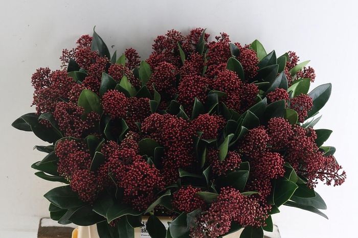 <h4>Skim J Rubella Bs</h4>