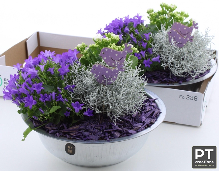 <h4>ARR TUINPLANTEN</h4>