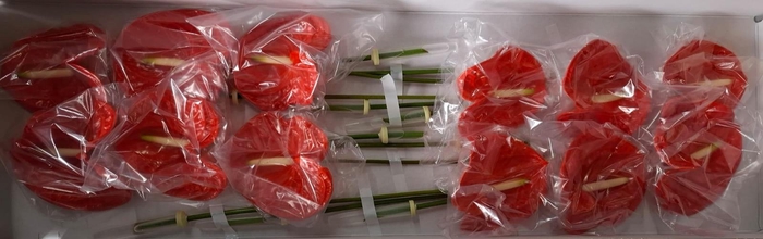 <h4>ANTH A NARANJA 12</h4>