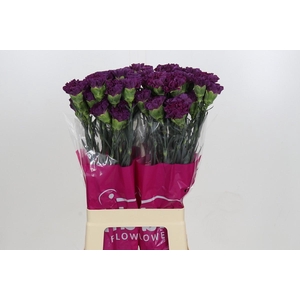 Dianthus St Cobalt Thrill