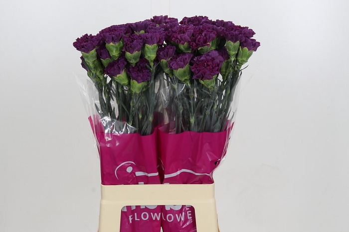 <h4>Dianthus St Cobalt Thrill</h4>