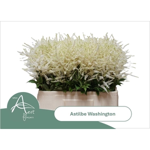 ASTIL JA WASHINGTON