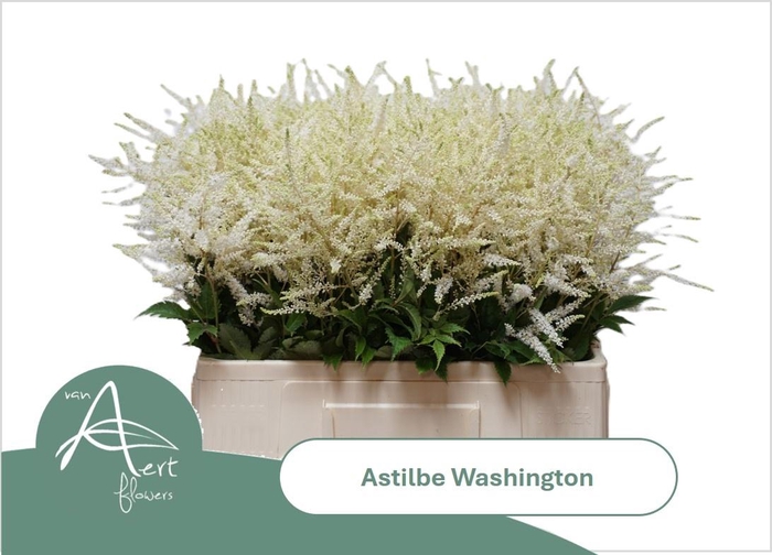 <h4>ASTIL JA WASHINGTON</h4>