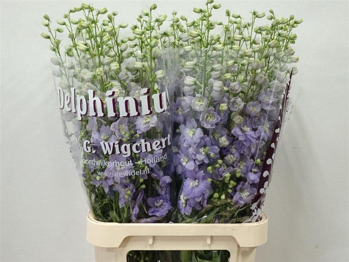 <h4>DELPH EL DEWI IMPRESSIVE MILKA</h4>