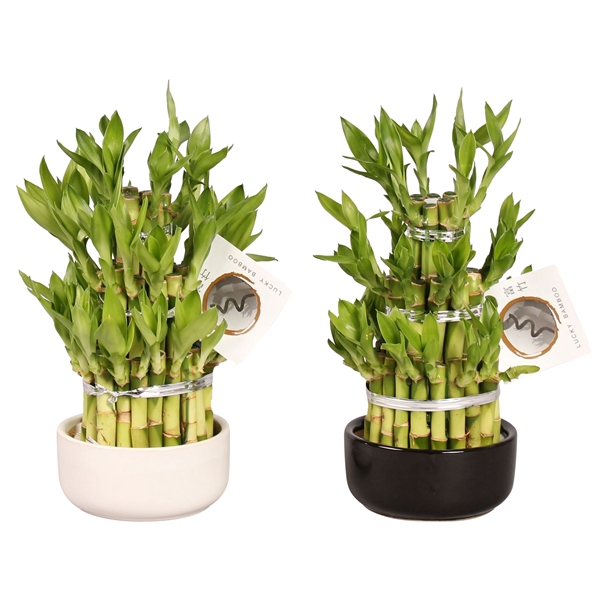 <h4>Lucky Bamboo Round 3Big in ø12cm Ceramic</h4>