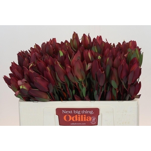 Leucadendron Senorita Spray