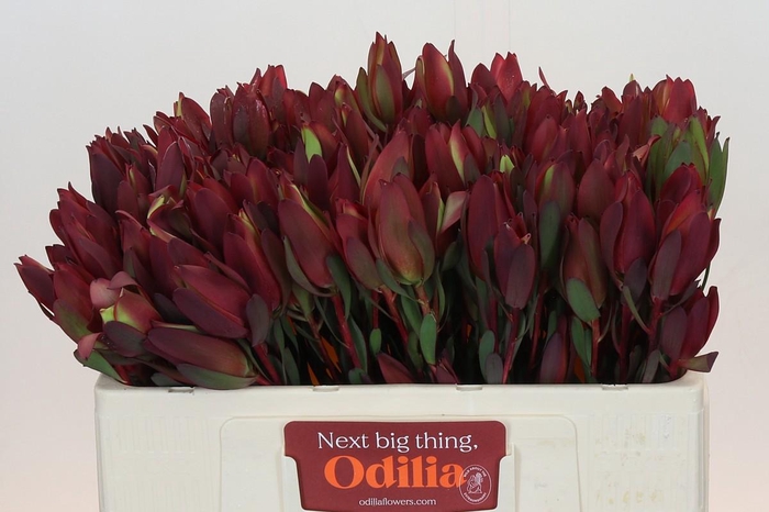 Leucadendron Senorita Spray