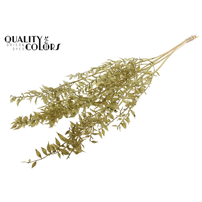 <h4>Ruscus 70cm 5 pc/bunch Bleached Olive (2x5 bunch/poly)</h4>