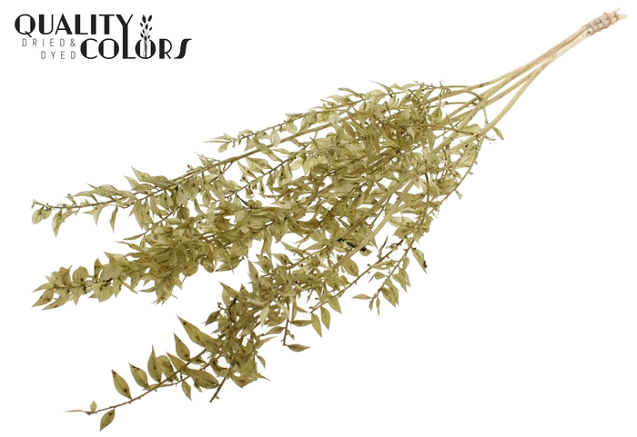 Ruscus 70cm 5 pc/bunch Bleached Olive (2x5 bunch/poly)