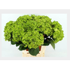 Hydrangea mag revolution classic