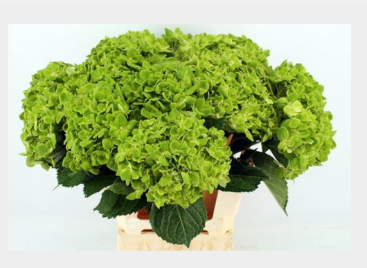 Hydrangea mag revolution classic