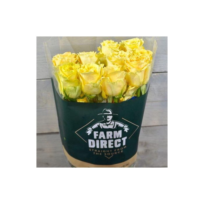 <h4>R Gr Turtle</h4>