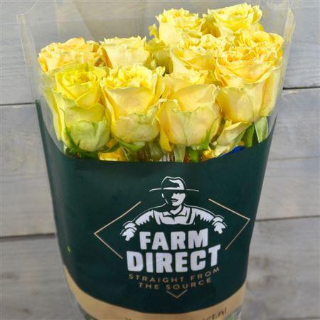 <h4>R Gr Turtle</h4>