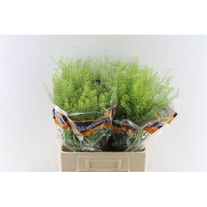 Thlaspi Green Bell 65cm