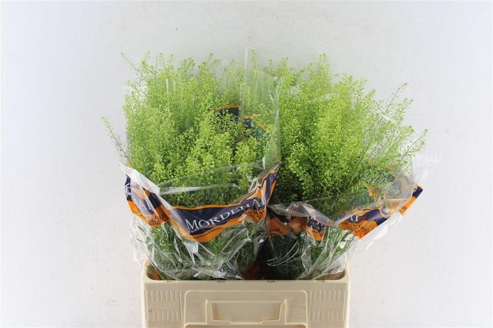 <h4>Thlaspi Green Bell 65cm</h4>