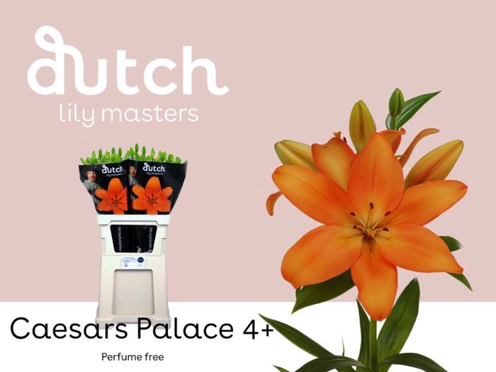 <h4>Li La Caesars Palace 4+ Lily Master</h4>