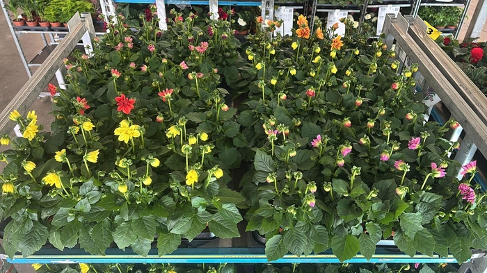 <h4>DAHLIA ROYAL GEM</h4>