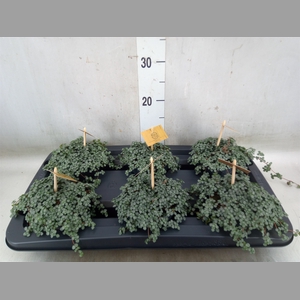 Pilea glaucophylla 'Greyzy'