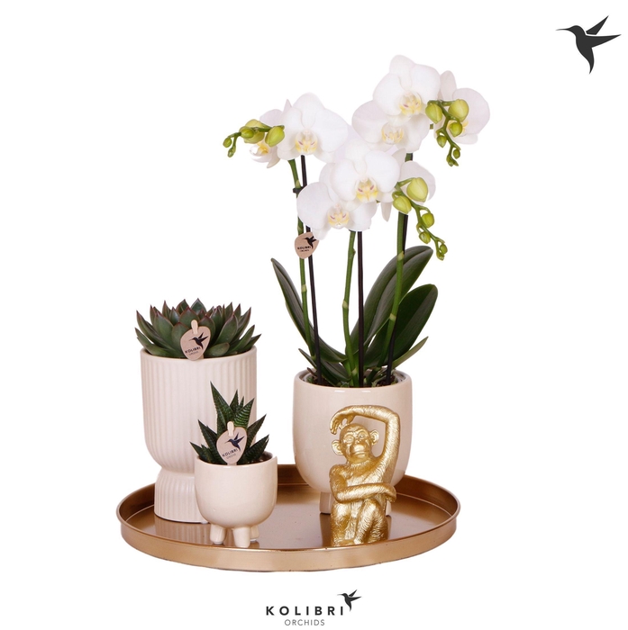 <h4>Kolibri Gift Set Le Chic travertine</h4>