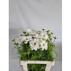 COSMOS BIPINNATUS DOUBLE WHITE