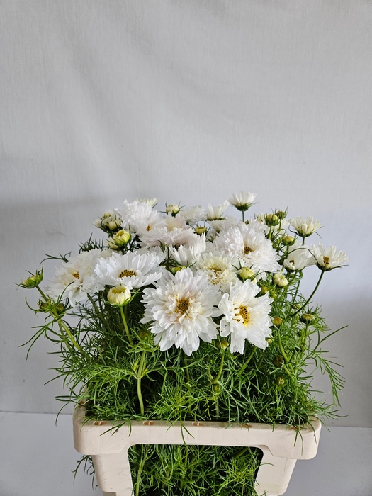 <h4>COSMOS BIPINNATUS</h4>