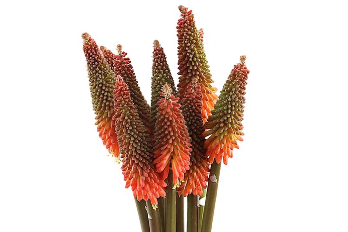 <h4>Kniphofia Orange Super</h4>