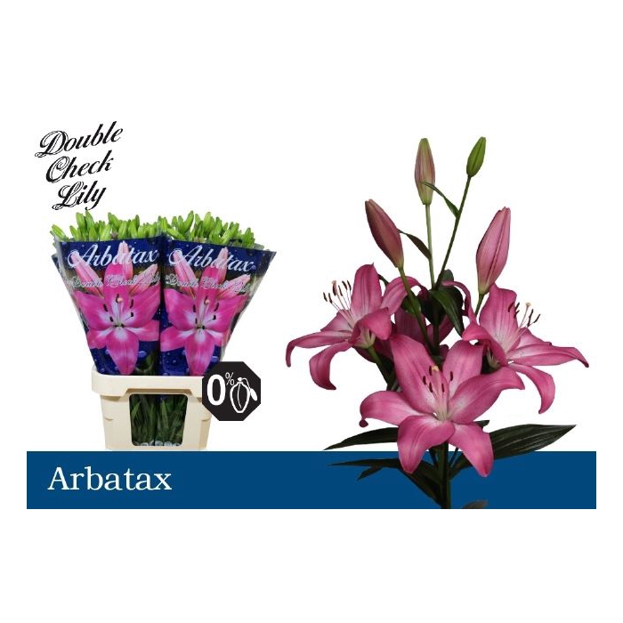 <h4>LI LA ARBATAX</h4>