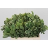 Pittosporum Ilan