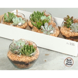 ARR SUCCULENTEN