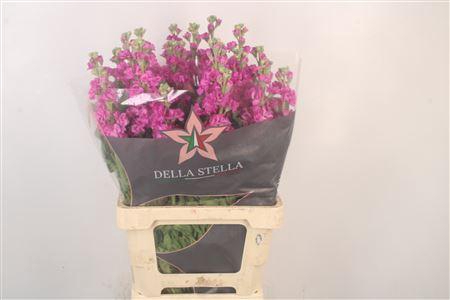 <h4>Matth Iron Hotpink</h4>