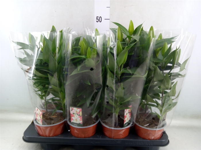 <h4>Lilium ori.  'After Eight'</h4>