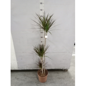 Dracaena marg. 'Magenta'