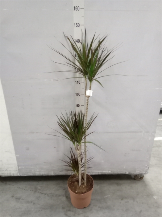 <h4>Dracaena marg. 'Magenta'</h4>