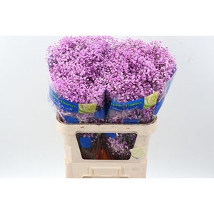 Gy Xlence Dark Pink Tinted 40gr