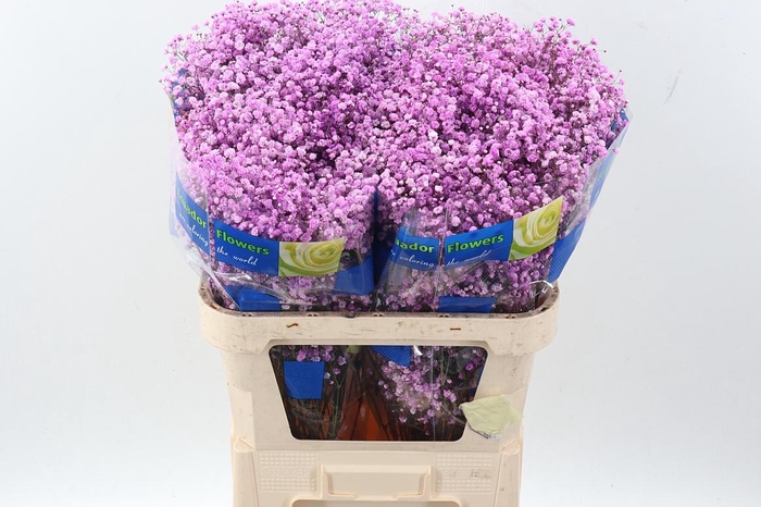 <h4>Gy Xlence Dark Pink Tinted 40gr</h4>