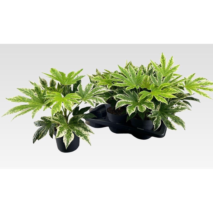 <h4>FATSIA VARIEGATA</h4>