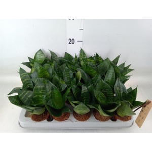 Sansevieria trifa. 'Hahnii'